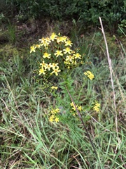 Hypericum cistifolium