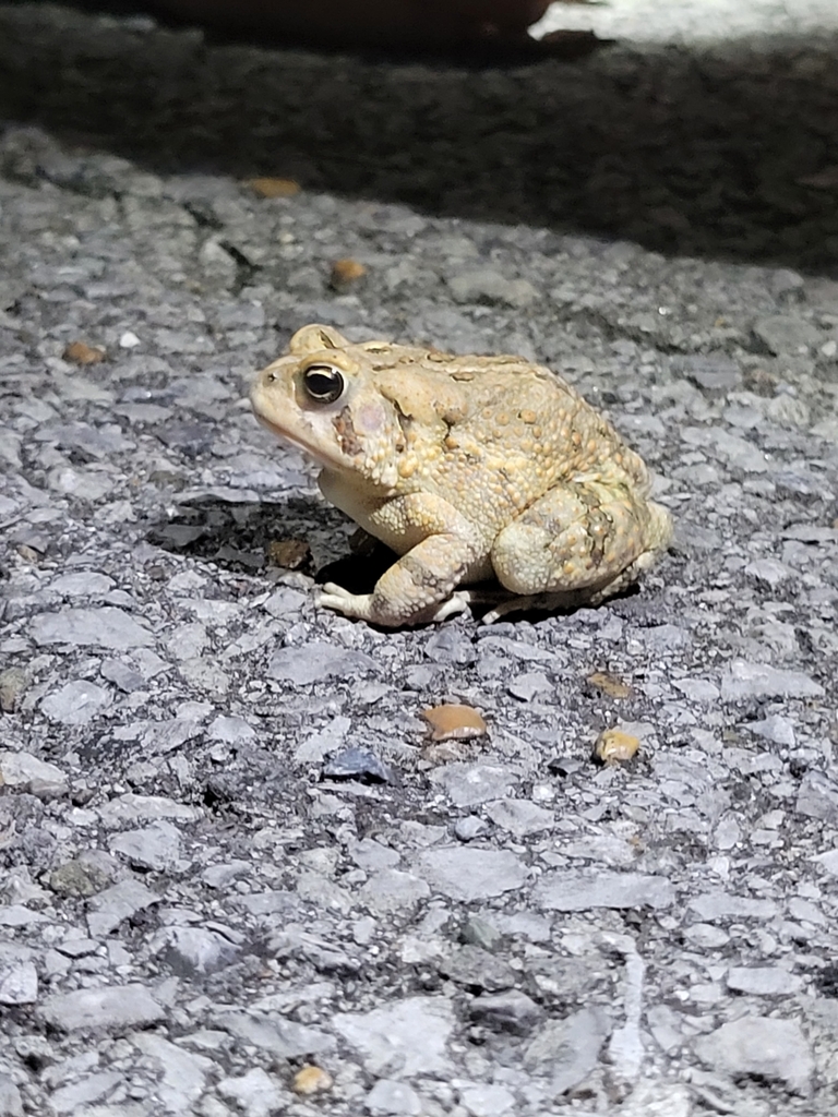 Fowler's Toad from Stewart County, TN, USA on August 18, 2022 at 08:30 ...