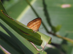 Mycalesis pitana