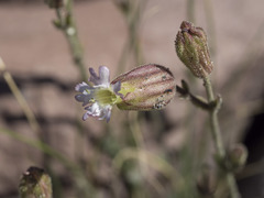 Silene grayi