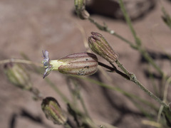 Silene grayi