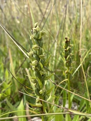 Dactylorhiza viridis