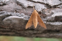 Cypa uniformis