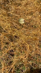 Cuscuta jepsonii