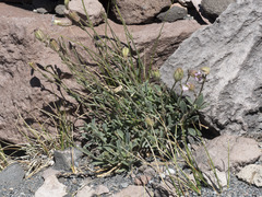 Silene grayi