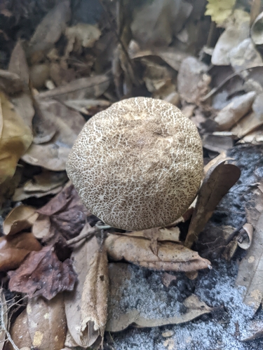 Porphyrellus image