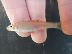 Notropis sabinae