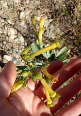 Nicotiana glauca