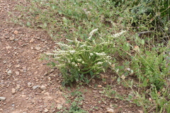 Globulariopsis adpressa