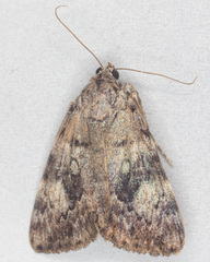 Catocala amica-lineella
