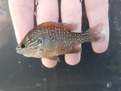 Lepomis marginatus
