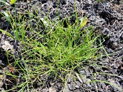 Eleocharis flavescens