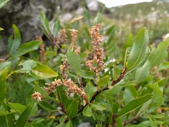 Salix hastata