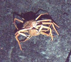 Chionoecetes tanneri