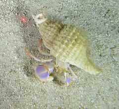 Elassochirus cavimanus