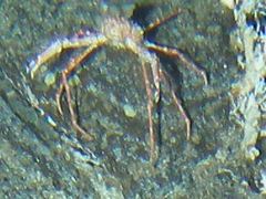 Chorilia longipes
