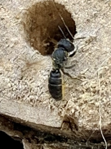 Large-headed Armoured-Resin bee, Aardbeienvlak, IJmuiden, Noord-Holland, NL, photo 5 of 10