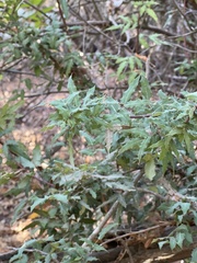Berberis nevinii