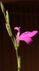 Justicia angusta