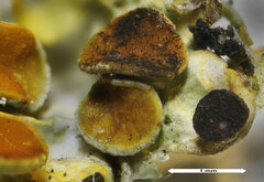 Xanthoriicola physciae