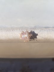 Halyomorpha halys