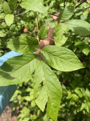 Vaccinium erythrocarpum