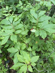 Vaccinium erythrocarpum