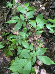 Vaccinium erythrocarpum