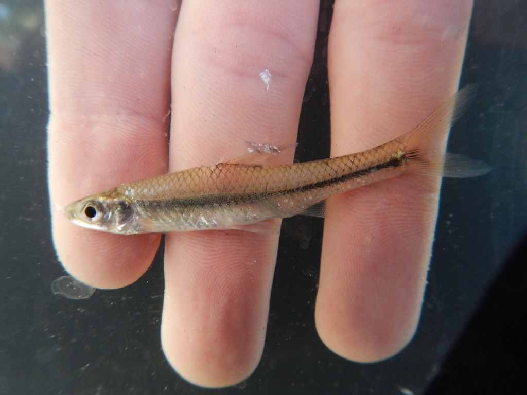 Pugnose Minnow