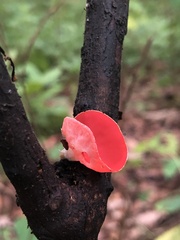 Sarcoscypha humberiana