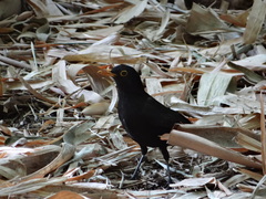 Turdus merula