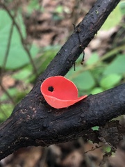 Sarcoscypha humberiana