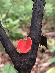 Sarcoscypha humberiana