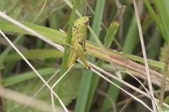 Pseudochorthippus parallelus