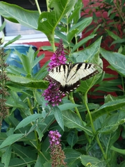 Papilio glaucus