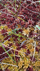 Sphagnum magellanicum