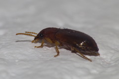 Bradycellus verbasci