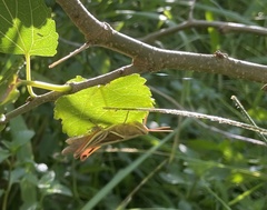 Stenocatantops mistshenkoi