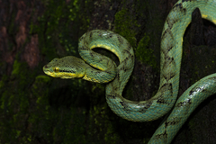 Bamboo Viper photo 3