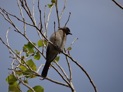 Pycnonotus barbatus barbatus