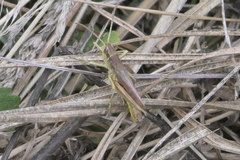 Pseudochorthippus parallelus