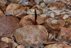 Polistes kaibabensis