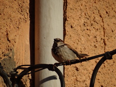 Passer domesticus tingitanus