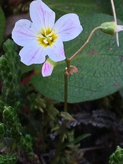 Montia bostockii