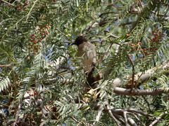 Pycnonotus barbatus barbatus