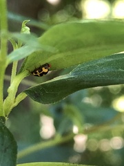 Propylea quatuordecimpunctata