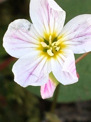 Montia bostockii