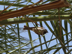 Passer domesticus tingitanus