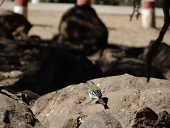Fringilla coelebs africana