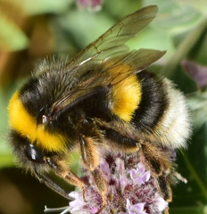 Bombus terrestris lusitanicus